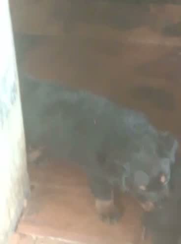 Rottweiler Puppy, farm video