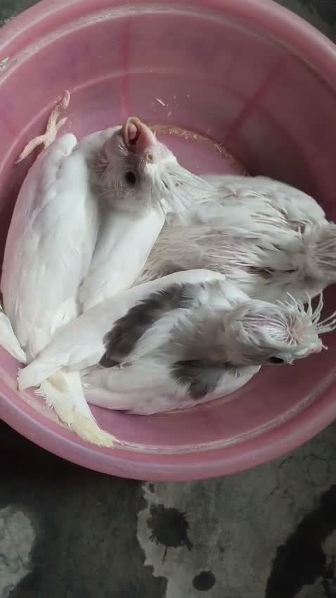 Cockatiel, farm video