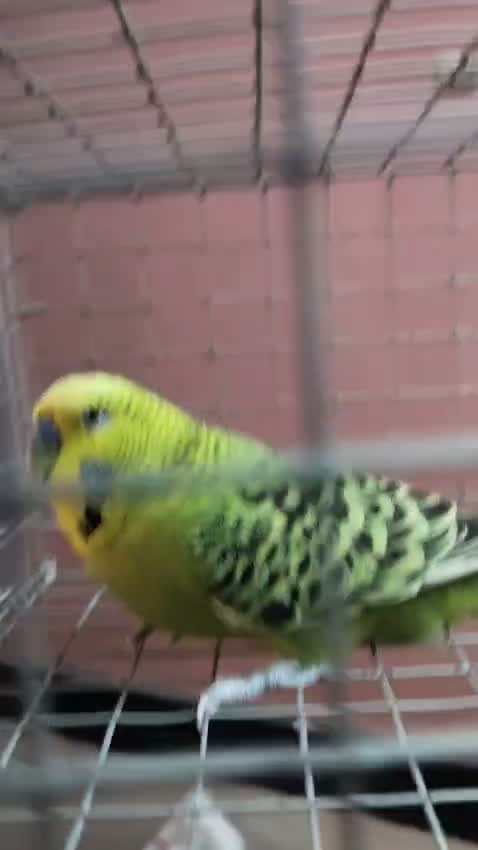 Holland Budgies, farm video
