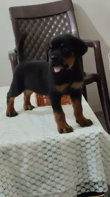 Rottweiler Puppy, farm video