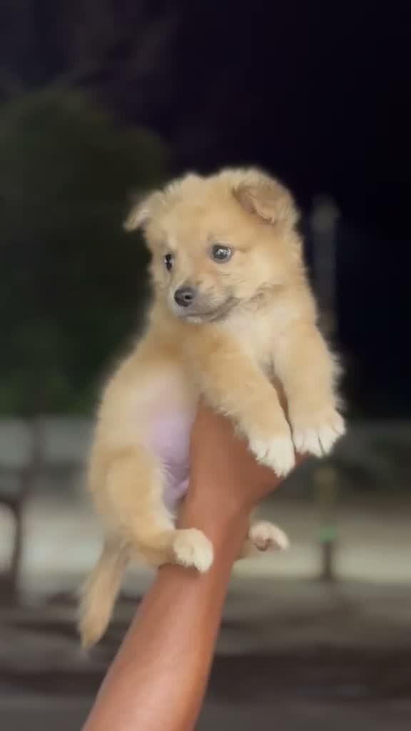 Culture Pom Puppy, farm video