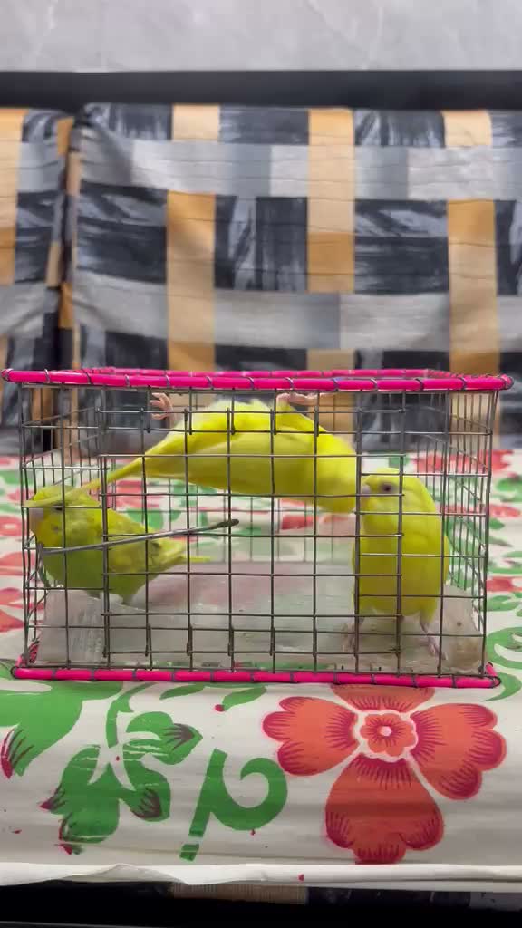 Budgies, farm video