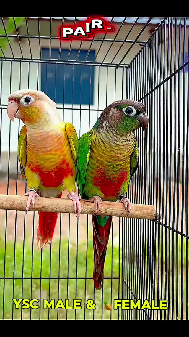 Small Cheek Conure, farm video