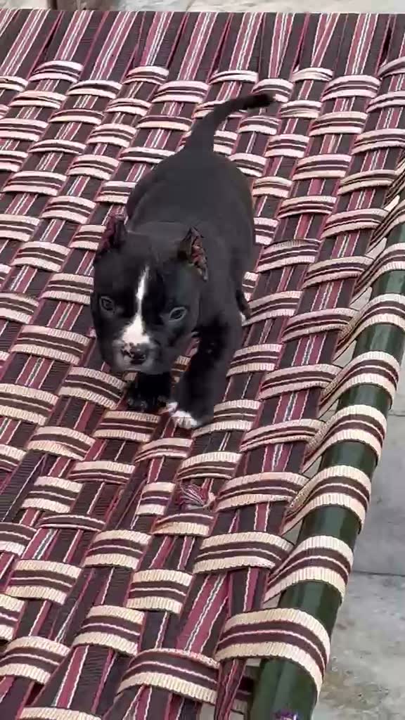 American Bully Pocket Size Puppy, farm video