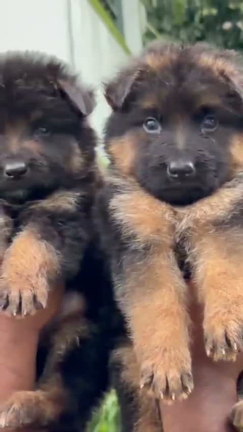 German Spitz Puppy, farm video