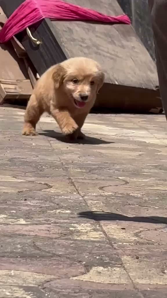 Golden Retriever, farm video