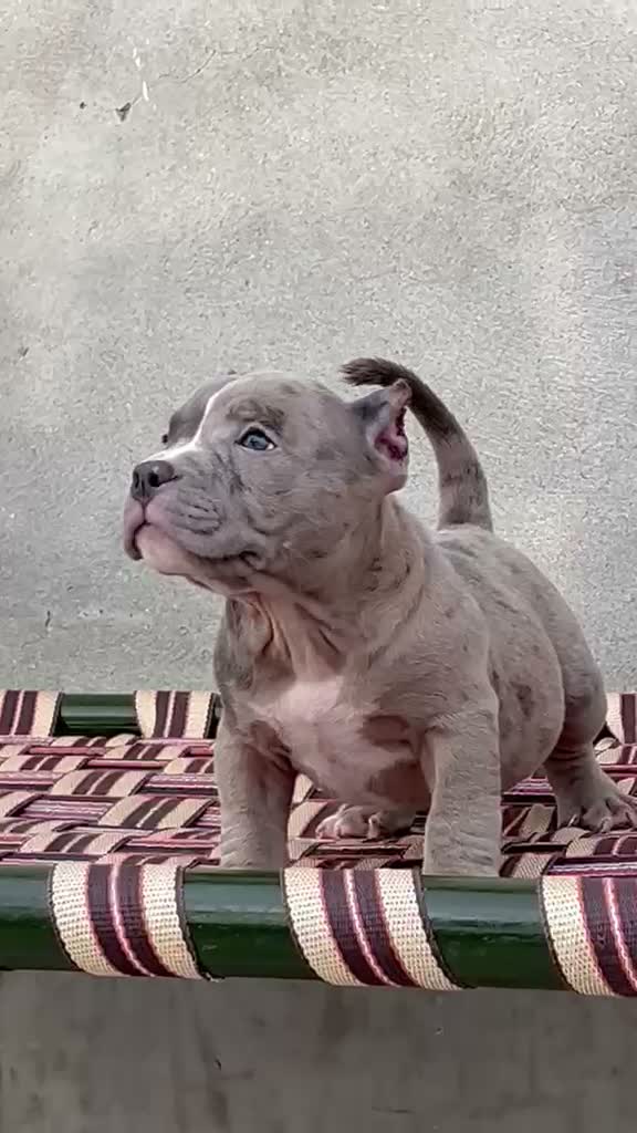 American Bully Pocket Size Puppy, farm video