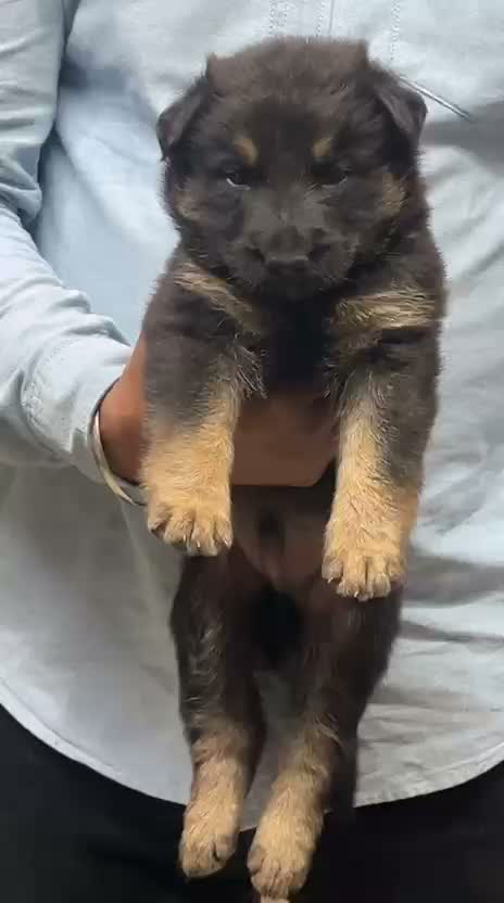 German Shepherd Puppy, farm video