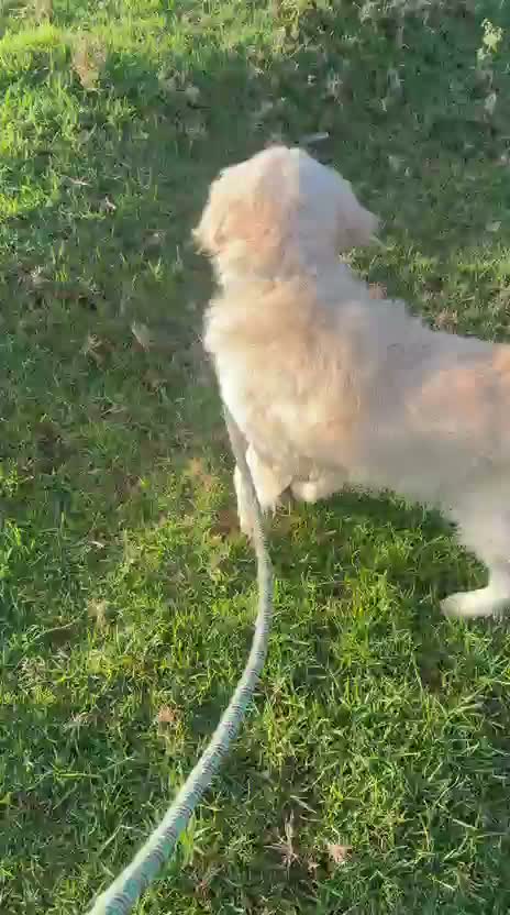 Golden Retriever, farm video