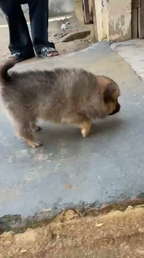 Culture Toy Pom Puppy, farm video