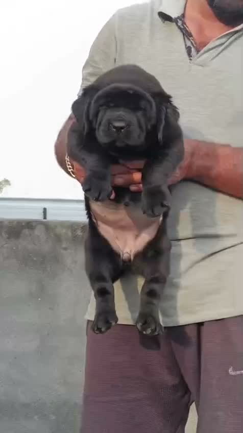 Dachshund Puppy, farm video