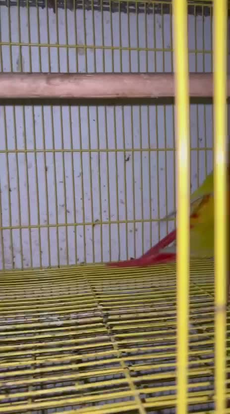 Small Cheek Conure, farm video