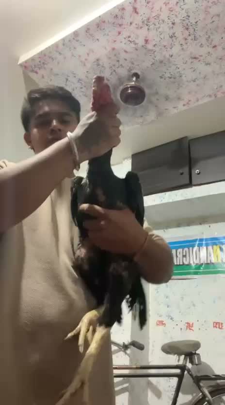 Chotiyal Pigeon, farm video