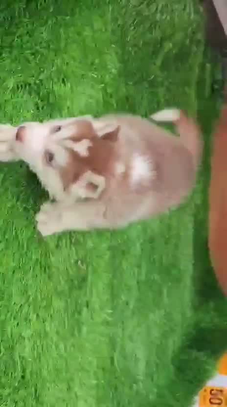 Siberian Husky Puppy | Black & White Color, farm video