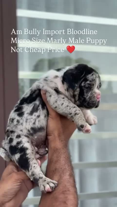 American Bully Pocket Size Puppy, farm video