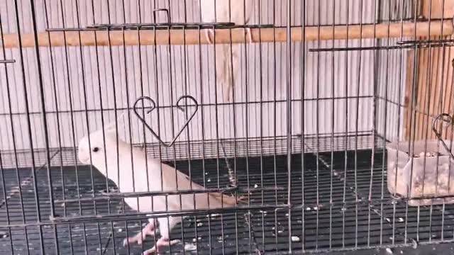 Green Cheek Conure, farm video