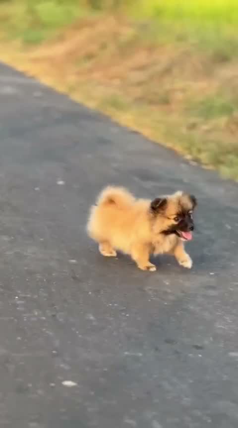 Pomeranian Puppy, farm video