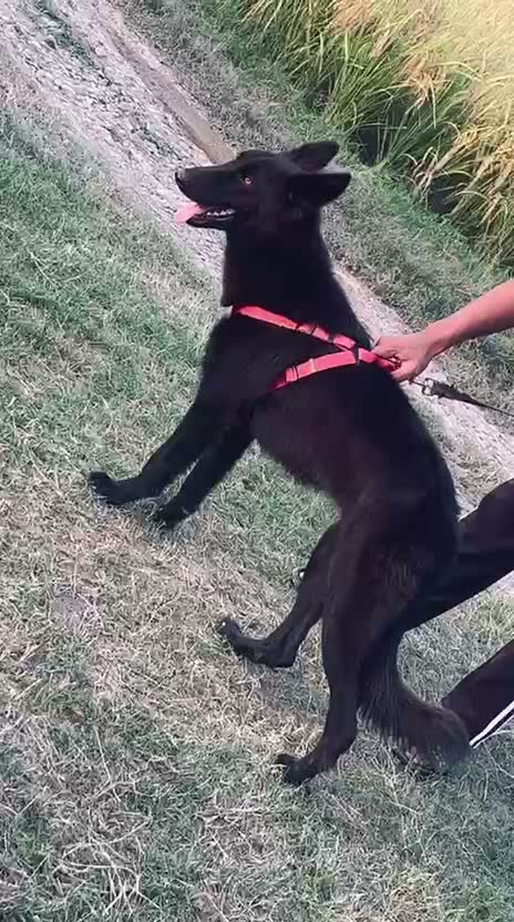German Shepherd Puppy, farm video