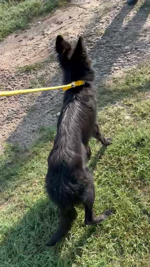 German Shepherd Puppy, farm video