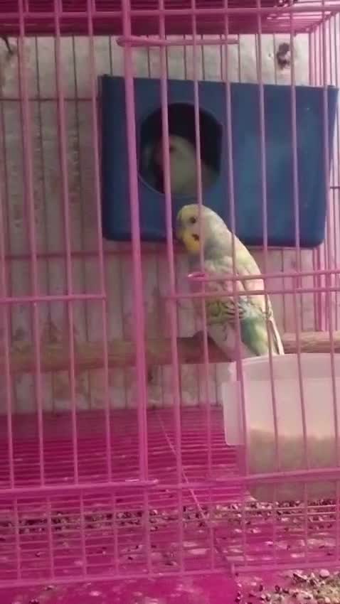 Budgies, farm video