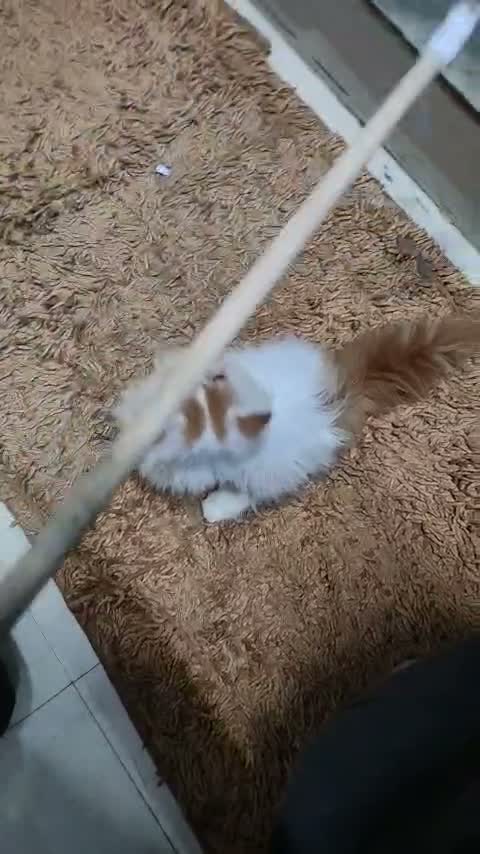 Persian, farm video