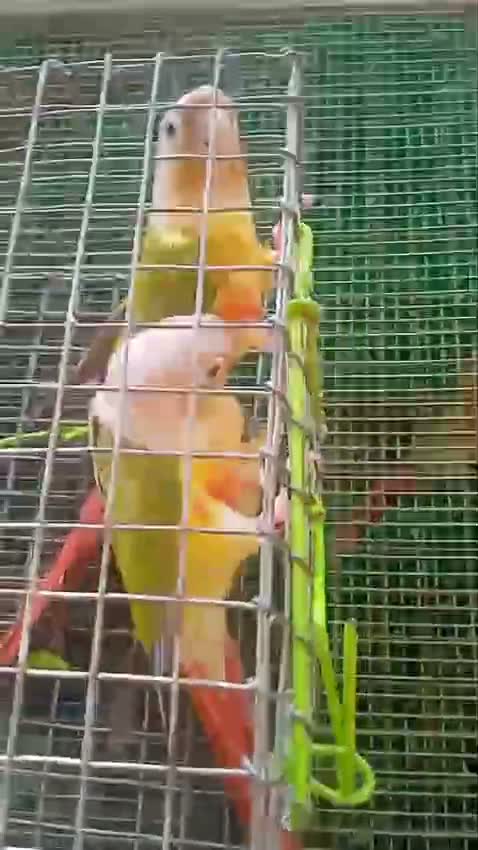 Pineapple Headed Conure, farm video