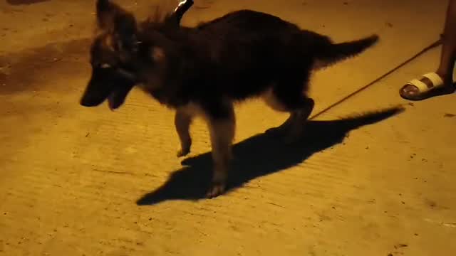 German Shepherd Puppy, farm video