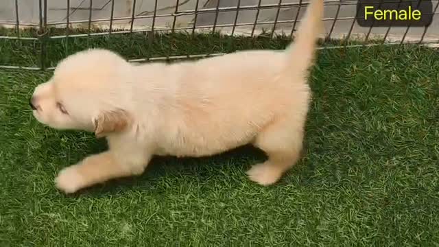 Golden Retriever, farm video