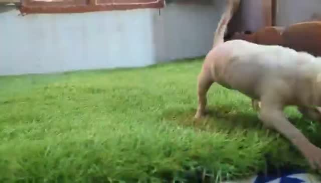 Dachshund Puppy, farm video
