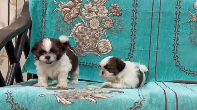 Shih Tzu | Black Color, farm video