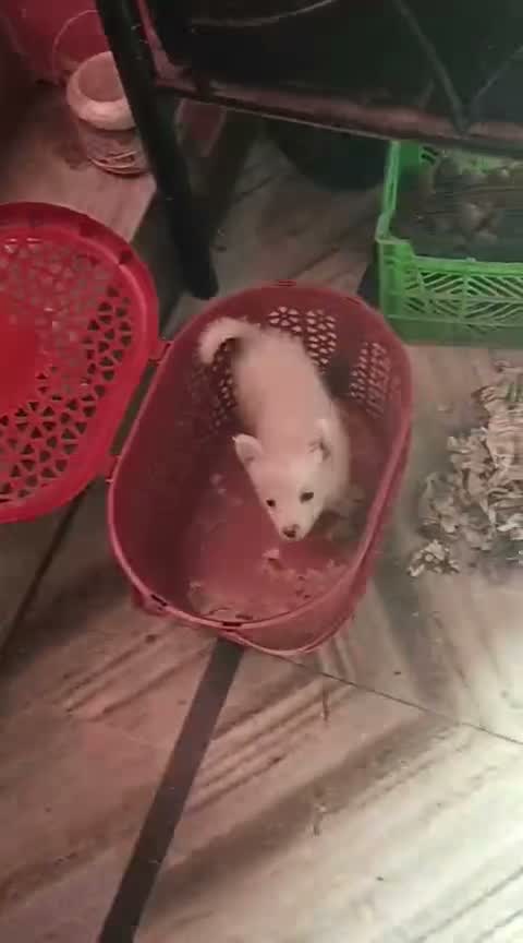 Culture Pom Puppy, farm video