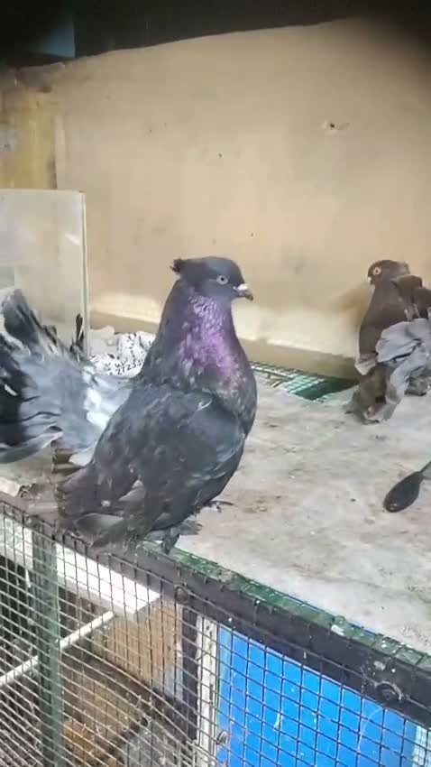 Chotiyal Pigeon, farm video