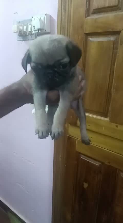 Pug Puppy, farm video