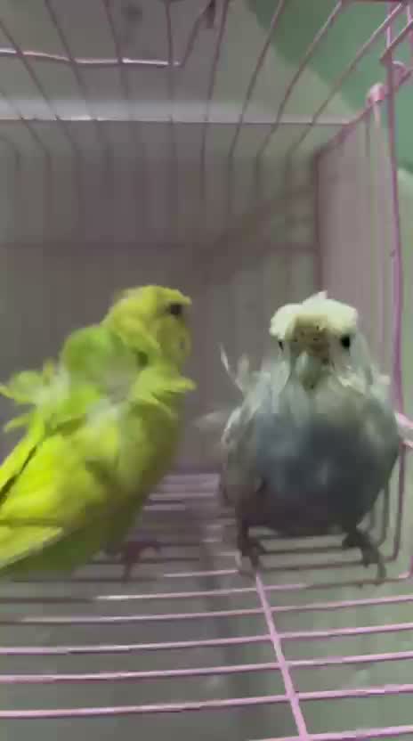 Budgies, farm video