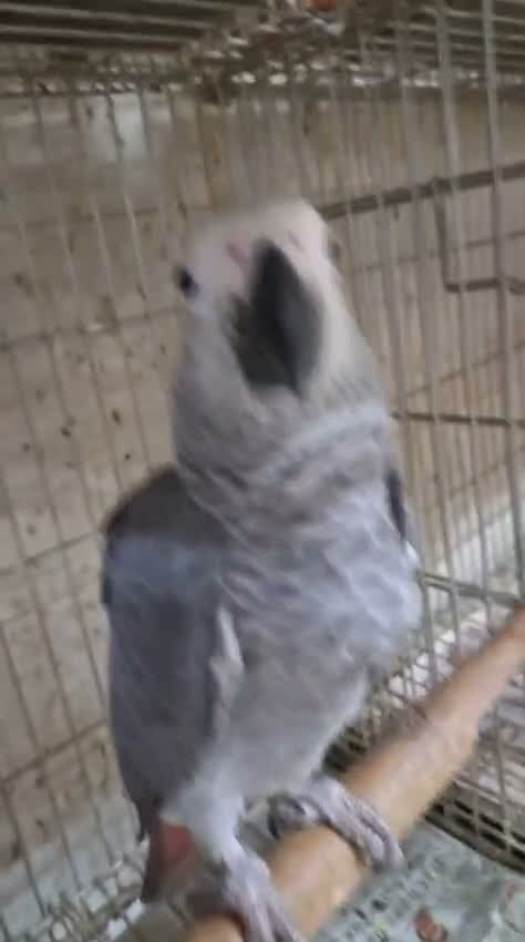 African Grey Parrot, farm video