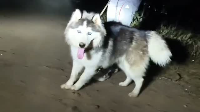 Siberian Husky Puppy | Black & White Color, farm video
