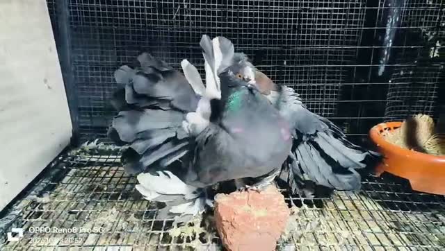 Chotiyal Pigeon, farm video