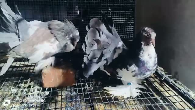 Chotiyal Pigeon, farm video