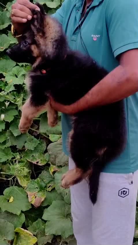 German Shepherd Puppy, farm video