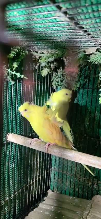Chotiyal Pigeon, farm video