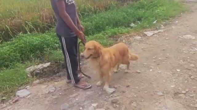 Golden Retriever, farm video