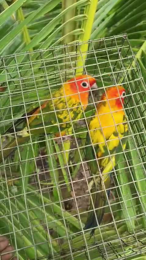 Sun Conure, farm video