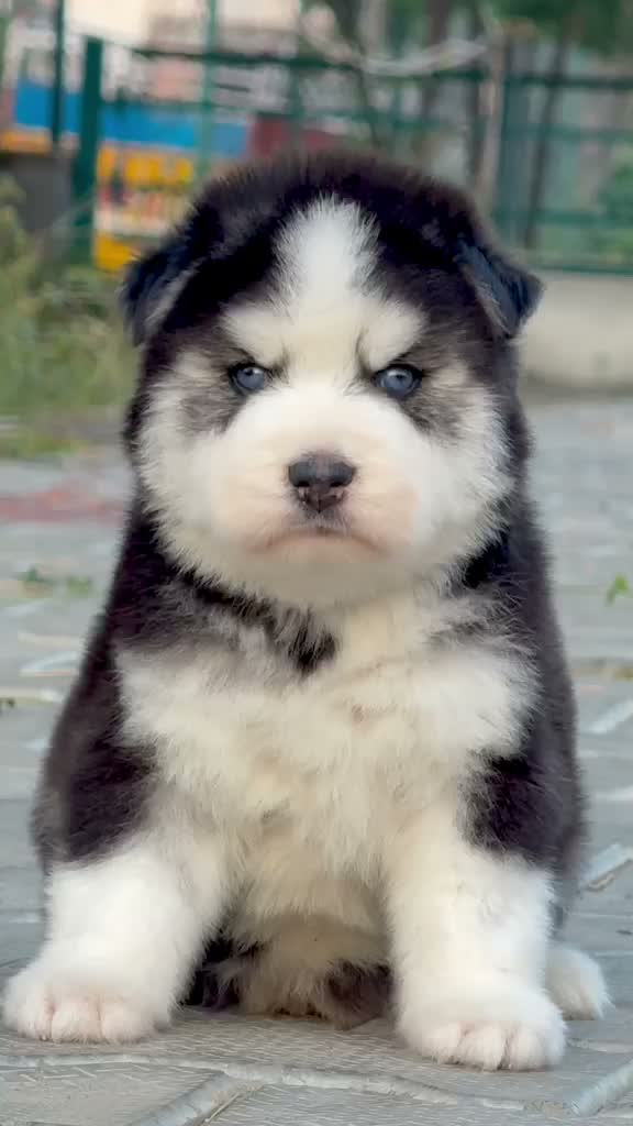 Siberian Husky Puppy | Black & White Color, farm video