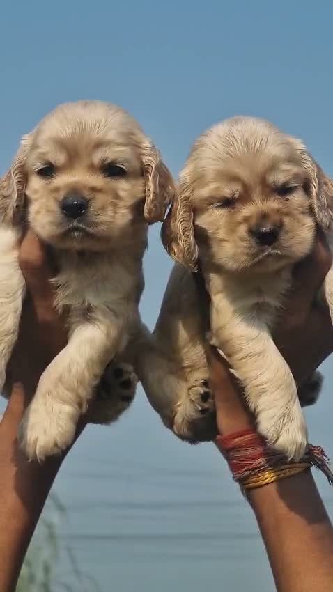 Dachshund Puppy, farm video