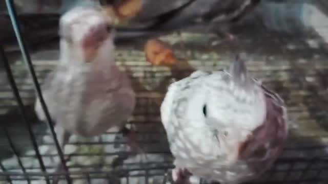 Cockatiel, farm video