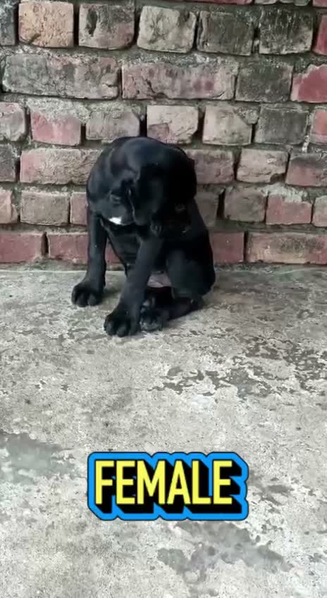 Cane Corso Puppy, farm video