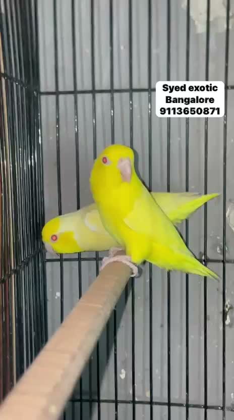 Parrotlet, farm video