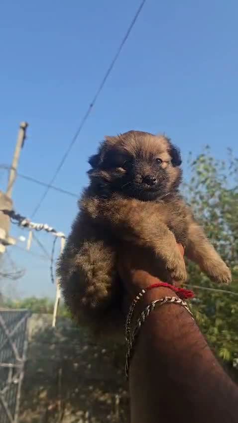 Culture Pom Puppy, farm video