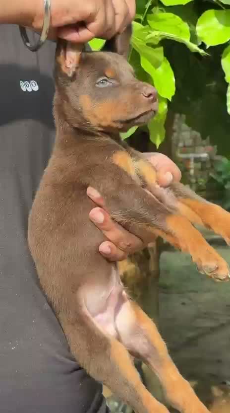 European Doberman Puppy, farm video