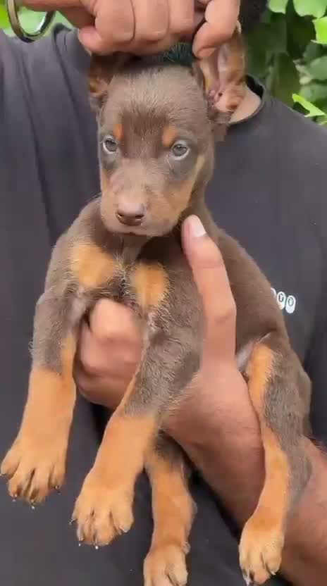 European Doberman Puppy, farm video